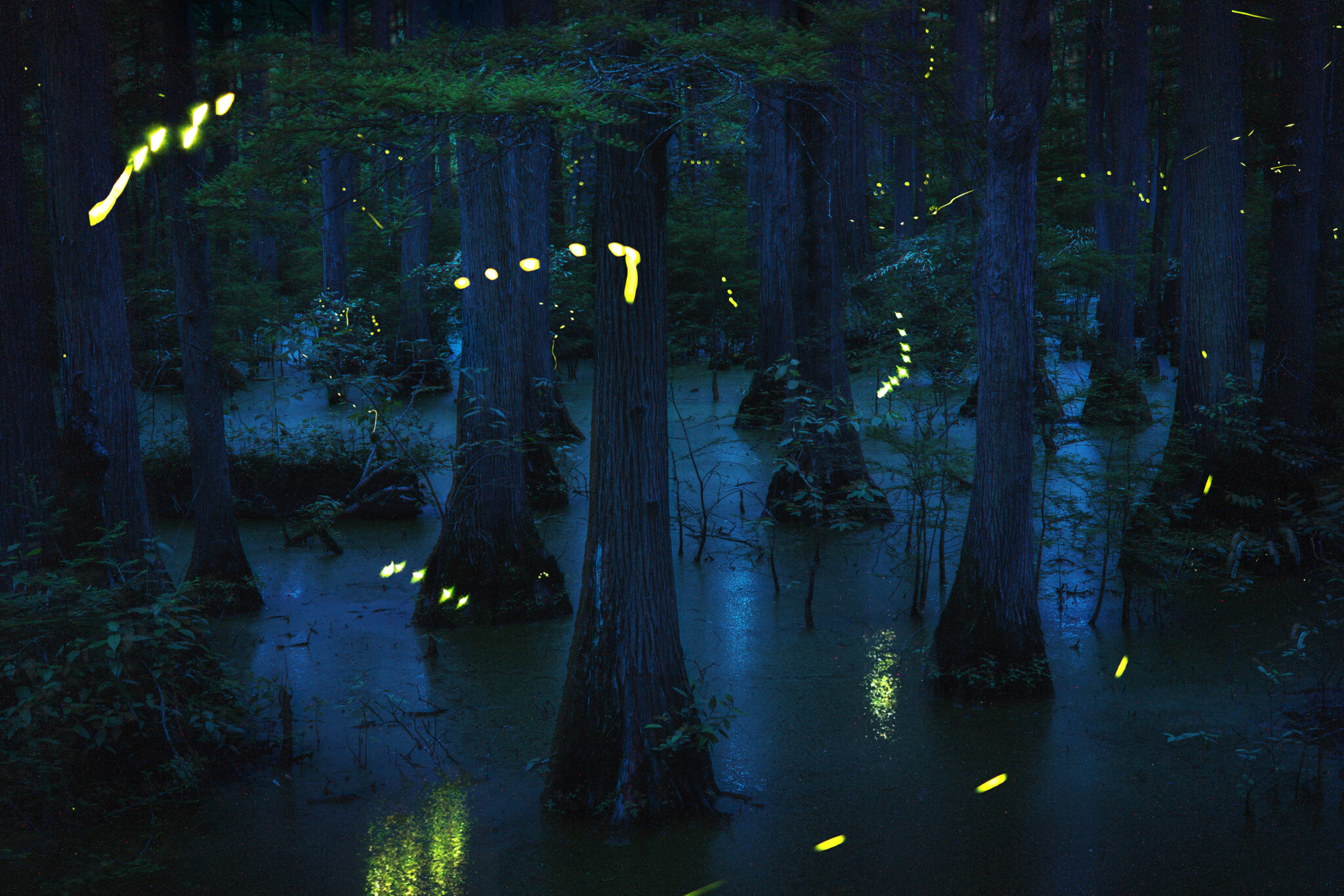 Firefly Traces: How Long Do They Last? Learn All About These Fleeting, Glowing Trails!