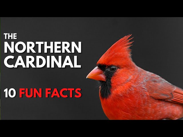 Weaver cardinals: Learn about these birds in simple words (a quick guide).