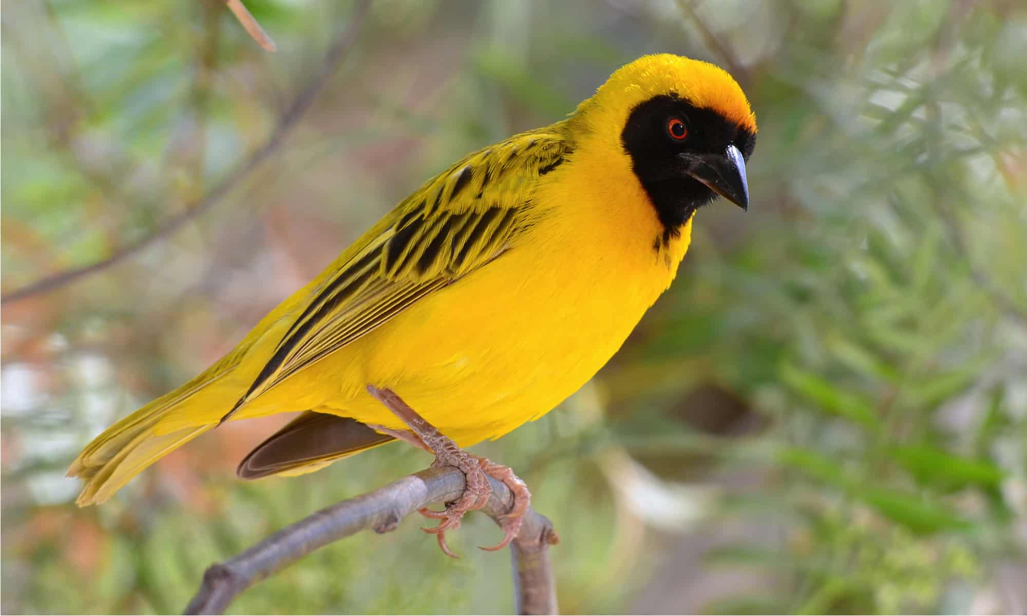 Weaver cardinals: Learn about these birds in simple words (a quick guide).